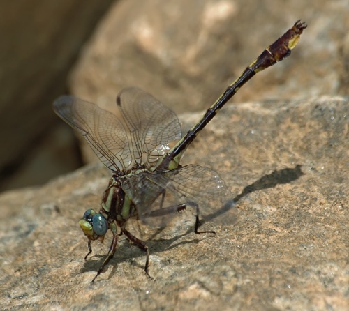 Male
2006_05_12_Greene